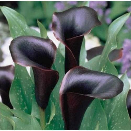 Zantedeschia Calla Lily Live Live Plant Flower Bulbs for Home Gardening Pack of 2 bulbs By Zabbus Black (B0BT27B3VN) Amazon Price History, Amazon Price Tracker