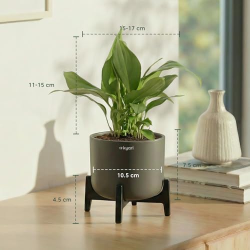 Image of Kyari Peace Lily Live Plant with Blue Self Watering Pot 4 Inch - Peace Lily Indoor Live Plant with Pot for Home, Living Room, Bedroom, Office - Flowering Air Purifying Indoor Plant