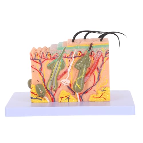 Modèle d'anatomie cutanée 35x pour simplifier la compréhension de la peau