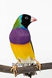  Cuaderno de notas Diamante de gould: Diario de composición con líneas. Cuaderno de Diamante de gould 100 páginas.