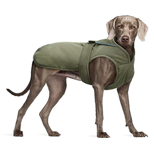 Stay Cozy and Stylish Top 10 Dog Coats for Your Vizsla Furry Folly