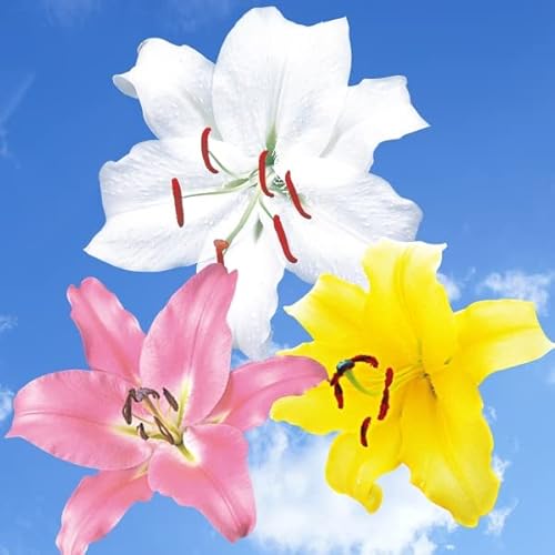 球根 カサブランカの人気商品 通販 価格比較 価格 Com