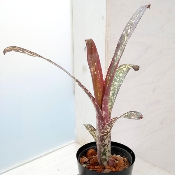 Amazon｜ビルベルギア：ドリーム 4号[筒状の株姿となるブロメリアの