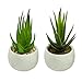 Houseables Artificial Succulent Plants, Potted Fake Succulents, 6 Pk, 4.25” x 3”, 3.5”H x 3”W, Small, Faux Flower in Pot, Assorted, Cacti, Aloe, Plant for Desk, Indoor Shelf, Office Décor