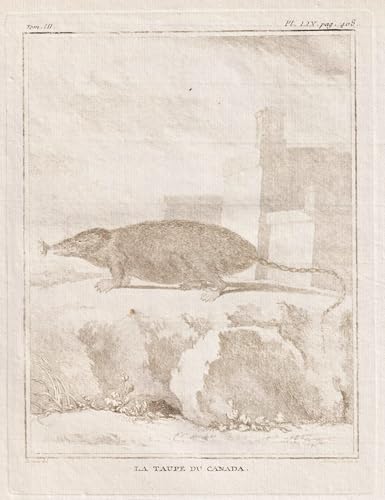 La Taupe de Canada - Maulwurf Talpidae Mole / Kanada Canada / Tiere animals