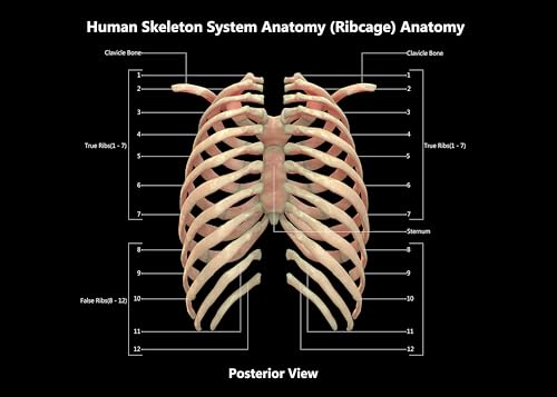 Image of Taanfu Body Educational Learning Anatomy Posters ，Skeleton System Art Intestinal Skeleton Anatomy Art Poster Digestive System Organs Illustration Small Intestine Physiology Anatomy Wall Art Villi