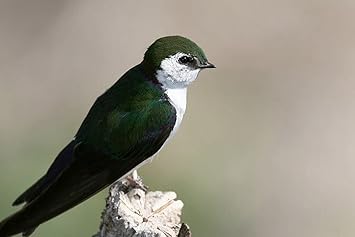 Amazon Co Jp A1 特大 ポスター 北アメリカのツバメtachycineta Thalassinaツバメ鳥色 壁紙ウォールステッカーポスター A1 841x594mm ホーム キッチン