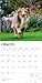 Collies | 2026 12 x 24 Inch (Hanging) Monthly Square Wall Calendar | Plastic-Free | BrownTrout | Animals Dog Breeds