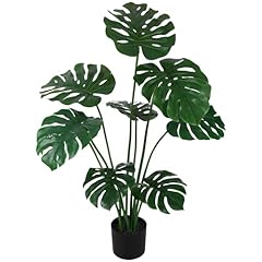 Monstera Plant