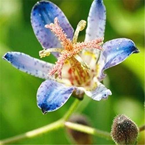 10pcs Imported Toad Lily Plant Outdoor Charming Perennial seeeed Potted Lilum Flower Landscaping Garden Plant (da Hua Xuan cao) - (Color: 3)