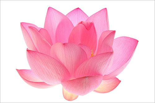 Futaba Light Pink Bowl Lotus Seeds - 5 Pcs