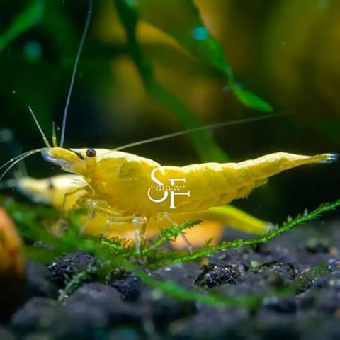 SF Aquatic 20 Yellow Golden Back High Grade Live Freshwater Aquarium Shrimps Inverts. Breeding Age. Live Arrival Guarantee. Cover