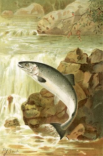 Toile un saut de saumon de Smit 60x90cm peinture murale abstraite salon