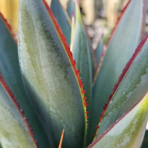 Agave Blue Glow Cacti Cactus Succulent Real Live Plant