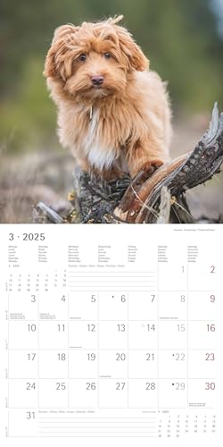 Alpha Edition - Welpen 2025 Broschürenkalender, 30x30cm, Wandkalender mit Platz für Notizen und Termine, schöne Motive von süßen Welpen, Monatsübersicht und Ferientermine DE/AT/CH
