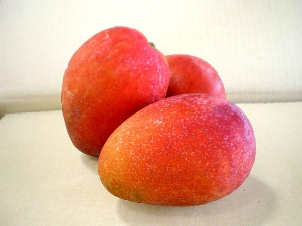 Image of Irwin Mango Plant Grafted '' Fruit After 2-3 Years Hybrid Live Plant Height- 2-3 Feet, Pack Of 1 Healthy Plant On Grow Bag For Home Garden PB 22