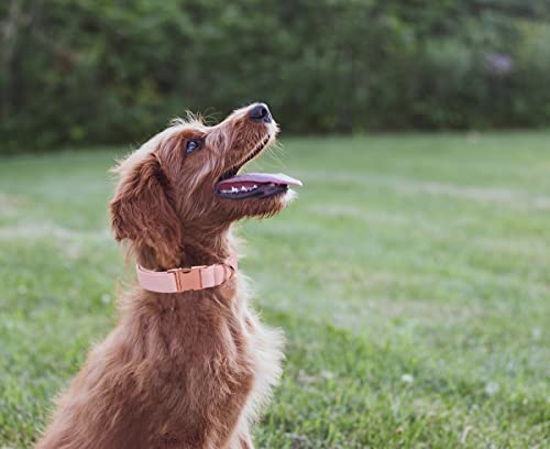 DOGWONG Hundehalsbänder rosa, Hundehalsbänder und Leine aus rosa hundehalsband, Bequeme verstellbares Hundehalsband für kleine mittelgroße Hunde