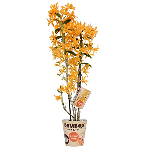 Orchid from Botanicly – Bamboo Orchid – Height: 50 cm, 2 Stems, Orange Flowers – Dendrobium nobile Firebird