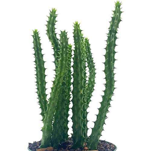 Huernia Red Dragon Stapelia Cactus / Huernia Penzigii, In 4 Inch Pot #TOP3