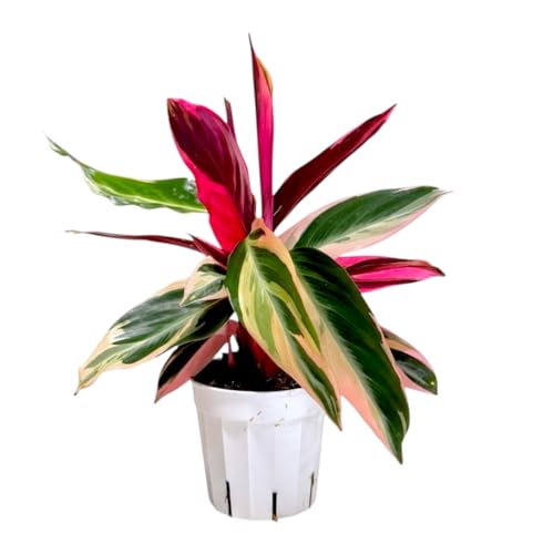 Hopewind Plants Shop Live Plants Stromanthe Triostar, Tricolor Prayer Plant, 12-16 inch Tall, houseplant, Gorgeous Live Indoor Live Plant, Easy to Care, Rare Plant, 4 inch Pot