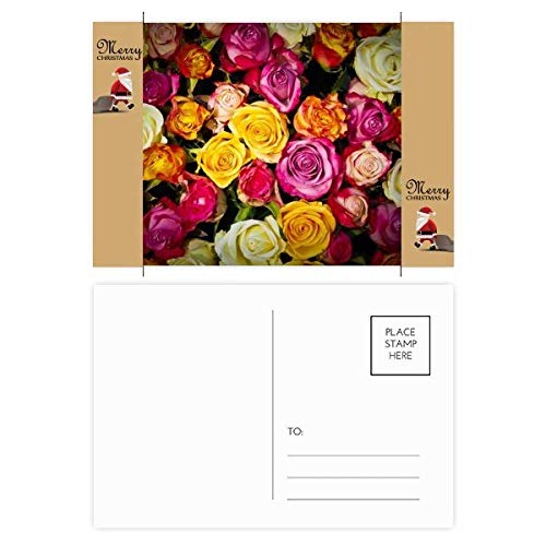 Cartes postales de remerciement roses lot de 20 pour mot de gratitude