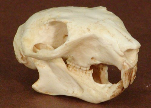 Squirrel Skull Replica