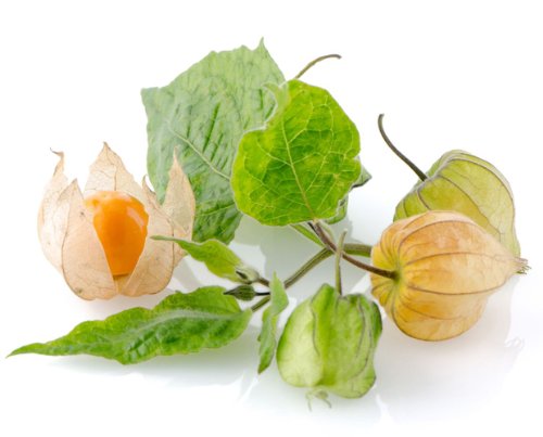 Earthcare Seeds Ground Cherry Aunt Mollys 50 Seeds