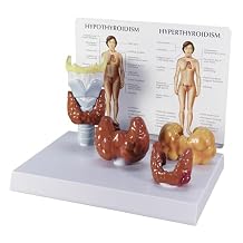 GPI Anatomicals - Thyroid Model Set, Replica with Larynx and Thyroid Models for Human Anatomy and Physiology Education, Anatomy Model for Doctors Offices and Classrooms, Medical Learning Resources