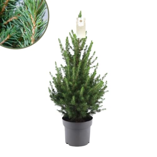 Plants by Frank | Weihnachtsbaum | 1x Picea Conica 'December' |...