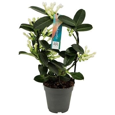 Kletterpflanze - Kranzschlinge (Stephanotis Boog Tros) mit bertopf - Hhe:  40 cm - von Botanicly : Amazon.de: Garten