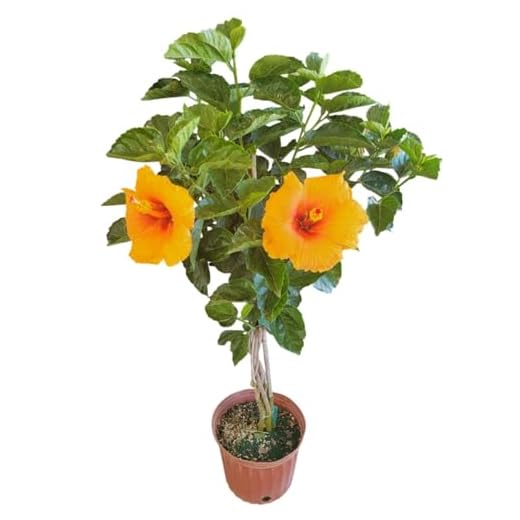 Live Tropical Braided Hibiscus Tree