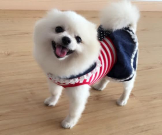 犬服 No.197 トリコロールボーダー×デニムワンピース ハンドメイド 犬服 No.197 トリコロールボーダー×デニムワンピース ハンドメイド