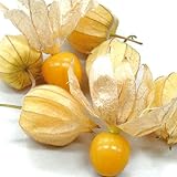 ＩＴＡＮＳＥ トマトの苗 ほおずきトマト 自根苗 3～3.5号【品種で選べる野菜苗】 (ほおずき_2個, 即納)