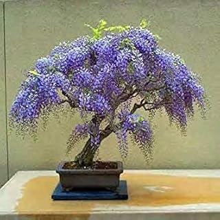 Glamaours 15 Seeds Jacaranda Mimosifolia Seeds (Blue Jacaranda Seeds)