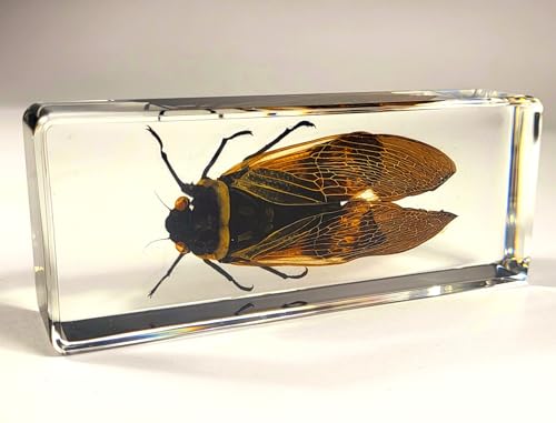 Image of 4.3 inch Real Giant Coconut Cicada in Crystal Clear Lucite Resin Paperweight Specimen Preserved Angamiana Floridula Taxidermy Collection for Biology Science Education & Desk Ornament Display Supplies