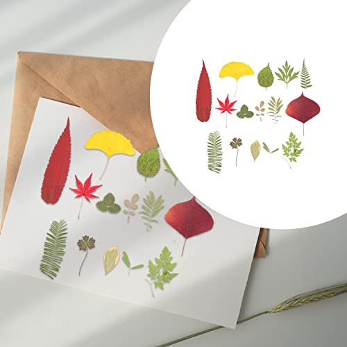 Hohopeti 1 Material De Gravação De Flores Secas Adesivo De Flores Secas Folhas Secas Naturais Outono