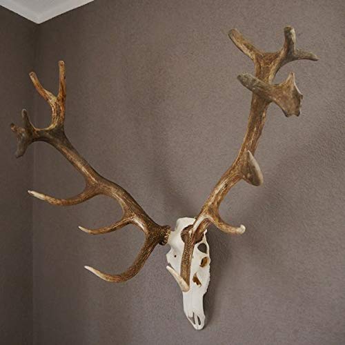 GTK - Geweihe & Trophäen KRUMHOLZ Starkes 16 Ender ROTHIRSCH Hirsch Geweih Hirschgeweih mit ganzer Nase und Oberkiefer H111cm