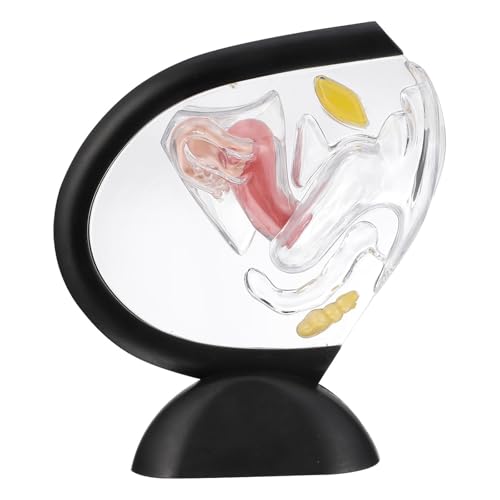 Modèle d'utérus transparent en PVC pour enseignement de la paroi utérine et anatomie