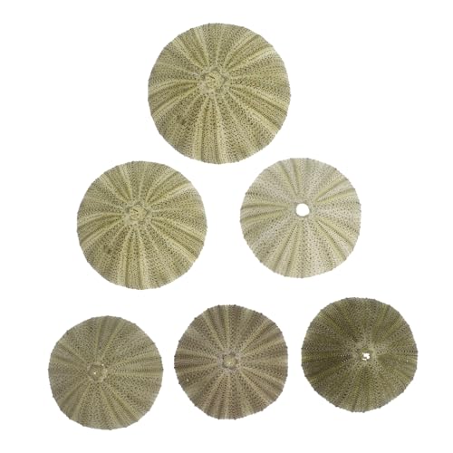 PRETYZOOM 6 Pcs Natural Sea Urchin Shells Beach Decor Sea Urchins Shells Craft Charms for DIY Wedding Christmas