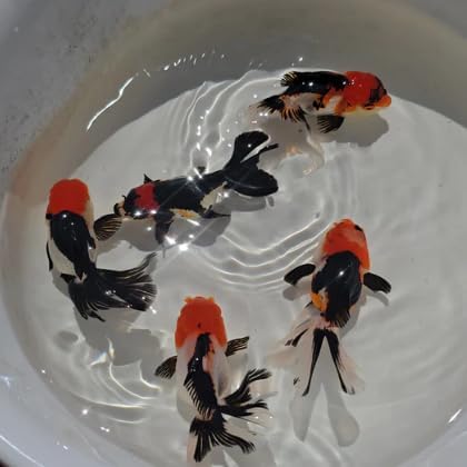 Tri Color Oranda Juvenile, Live Fancy Goldfish, Red Black and White