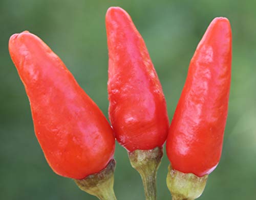    hq ꌧY tbV Ƃ炵 (1.5L)