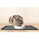 CatGuru Cat Bowls, Whisker Friendly Food Bowl for Indoor Cats, Reliefs Whisker Fatigue, Wide Kitten Dish, Non Slip Pet Dishes, Shallow Pet Plates (Marshmallow, (Pack of 2)) - Image 6