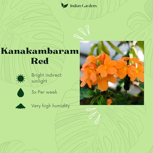 Image of Indian Gardens - Kanakambaram | Aboli | Priyadarsha | Flowering Crossandra | Pagoda Flower | firecracker flower | Live plant with pot (Red, 6 inch White)
