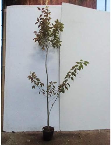 Amazon 植木 庭木 5本セット ソヨゴ 樹高1 2m前後 15cmポット そよご 常緑樹庭木 苗木 植木 苗 庭木 生け垣 5本 5 鉢