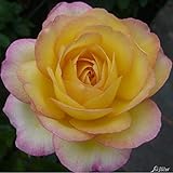 Die Blüten der Edelrose Mitsouko sind gelb-rosa, gefüllt, flach, mittelstark duftend und zeigen sich in der Zeit von Juni bis Oktober