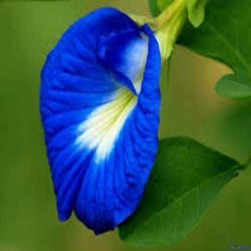 Rameshvar Enterprises | Vishnu Kantta | Clitoria Ternatea | Asian Pigeonwings | Bluebellvine | Cordofan pea (Blue) Live Plant