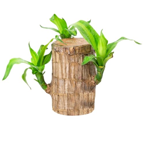 Genérico Planta De Madera Brasileña, Madera De La Suerte Brasileña, Planta Hidropónica En Maceta, Bambú De La Suerte Brasil, Brotes Purificadora Aire para El Hogar