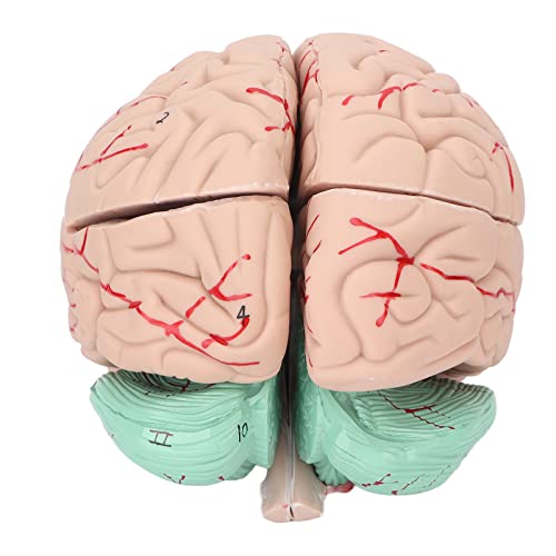 Modelo de cérebro humano, modelos cerebrais anatomicamente precisos para exibição de escola hospital