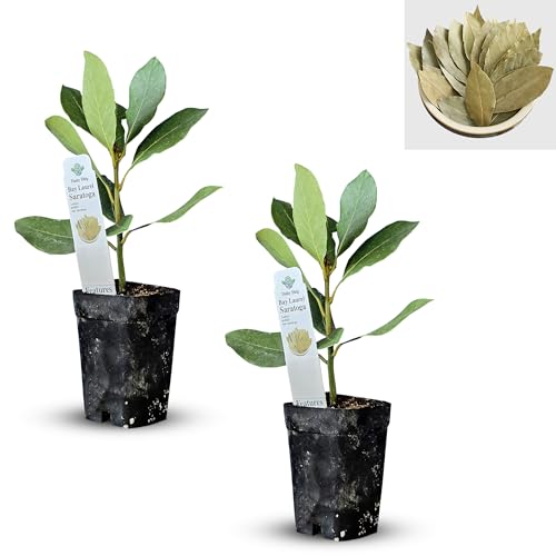Mediterranean Bay Leaf, Bay Laurel Live Plant. Saratoga Variety -