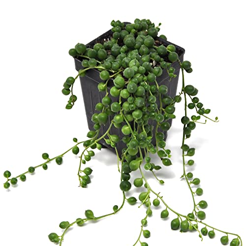 Senecio Rowleyanus, String Of Pearls, Radiator Plant, Succulent, Unique Foliage Plant, 3" (2.6X3.5") #TOP5